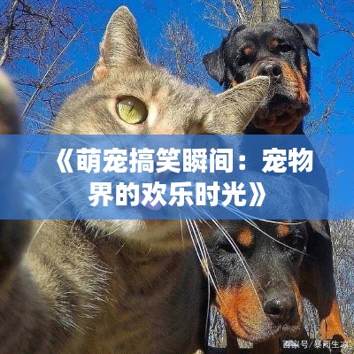 《萌寵搞笑瞬間：寵物界的歡樂(lè)時(shí)光》