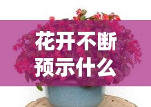 花開不斷預(yù)示什么：花開花謝不間斷 