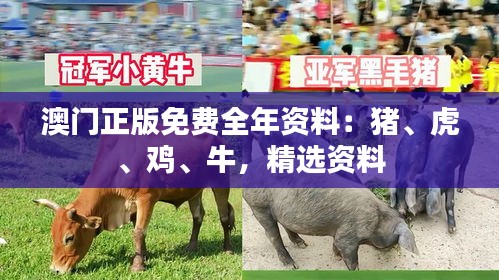 澳門正版免費(fèi)全年資料：豬、虎、雞、牛，精選資料