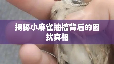 揭秘小麻雀抽搐背后的困擾真相