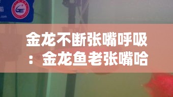 金龍不斷張嘴呼吸：金龍魚老張嘴哈氣 