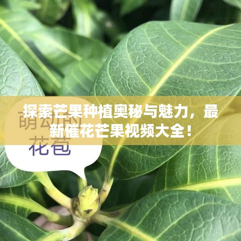 探索芒果種植奧秘與魅力，最新催花芒果視頻大全！