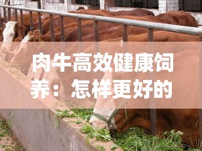 肉牛高效健康飼養(yǎng)：怎樣更好的理解肉牛飼養(yǎng)標(biāo)準(zhǔn) 