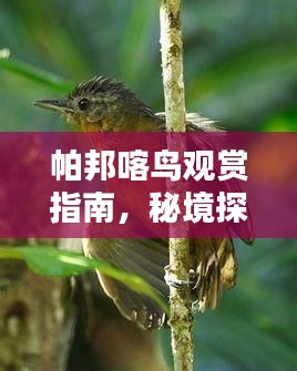 帕邦喀鳥觀賞指南，秘境探秘，深度體驗(yàn)自然之美