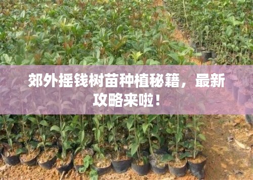 郊外搖錢樹苗種植秘籍，最新攻略來啦！