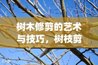 樹木修剪的藝術(shù)與技巧，樹枝剪不斷的精妙之處視頻展示