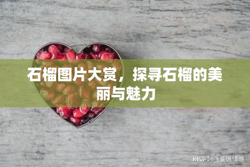 石榴圖片大賞，探尋石榴的美麗與魅力