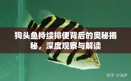 狗頭魚持續(xù)排便背后的奧秘揭秘，深度觀察與解讀